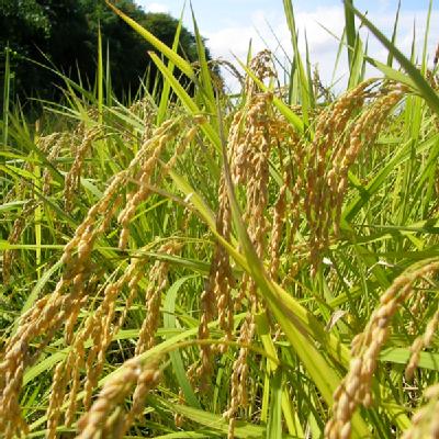 深作農園の 一等米（コシヒカリ）玄米 5kg