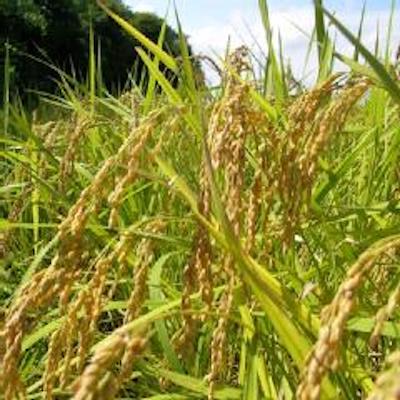 深作農園の 一等米（コシヒカリ）玄米 10kg